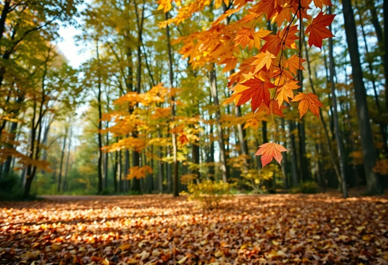 Scenic wooded area in autumn with falling leaves